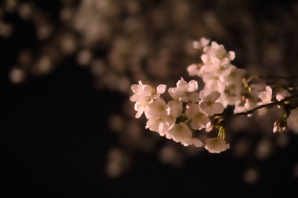 夜桜