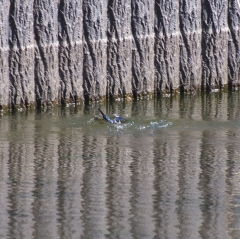 カワセミ浮上!!