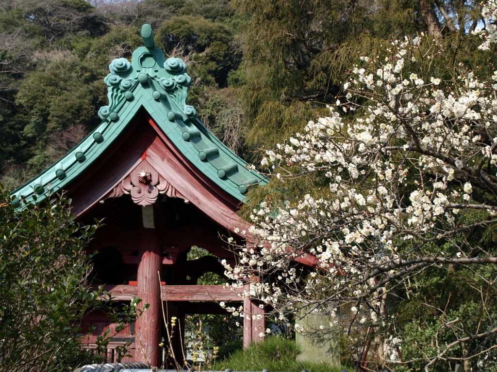 光則寺の梅