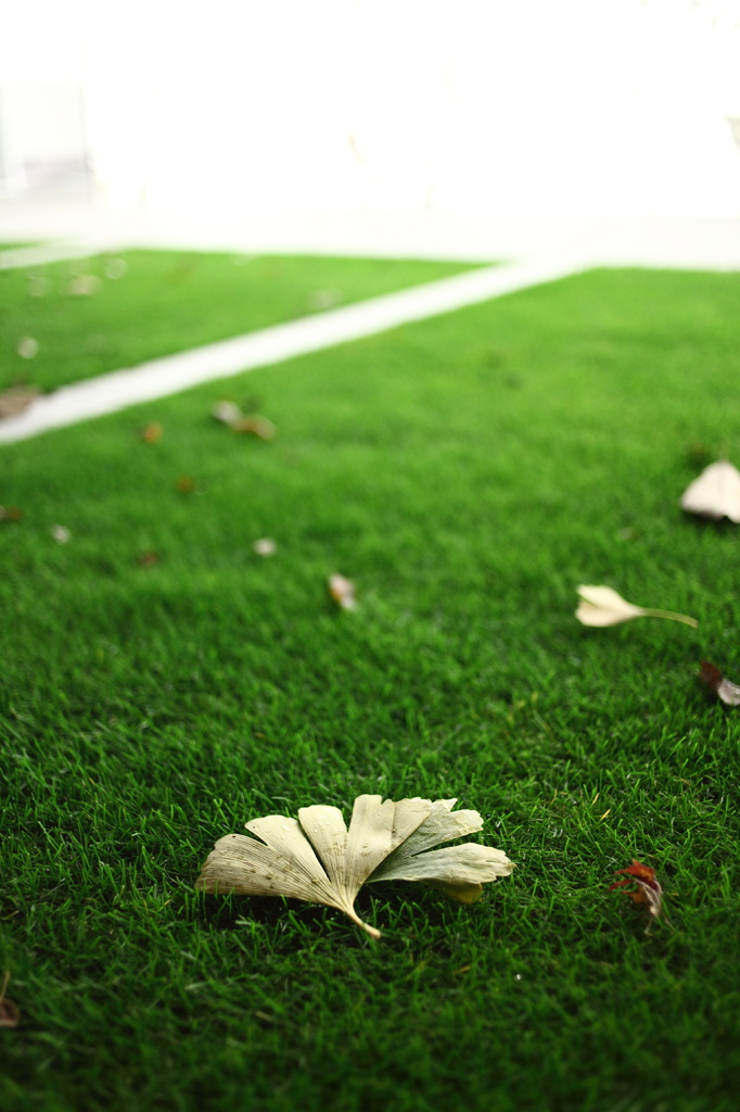a yellow leaf