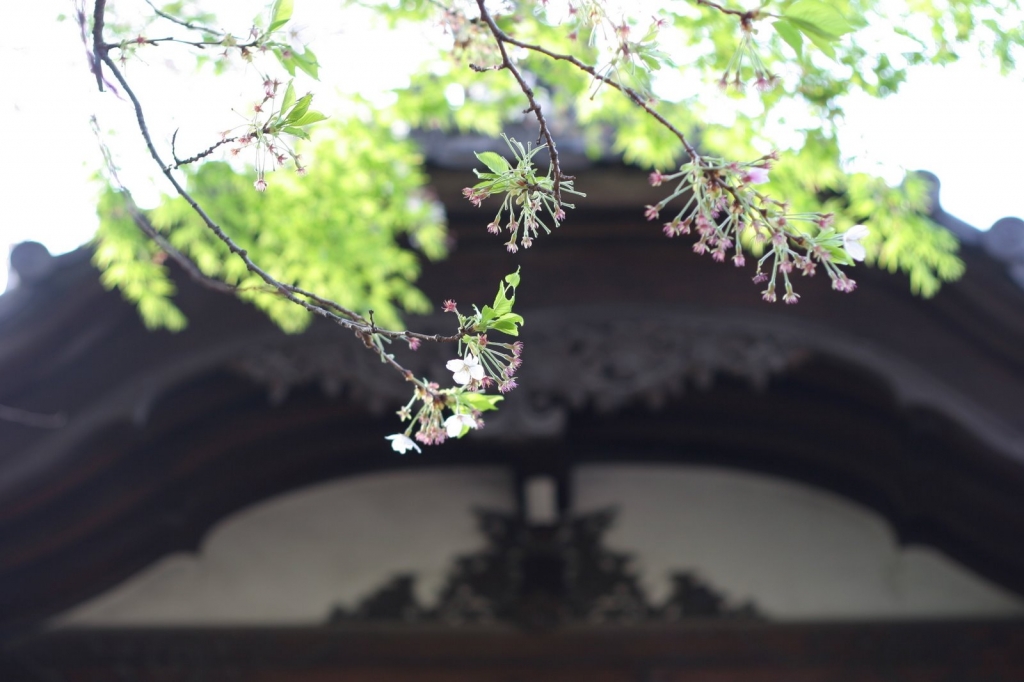 晩春