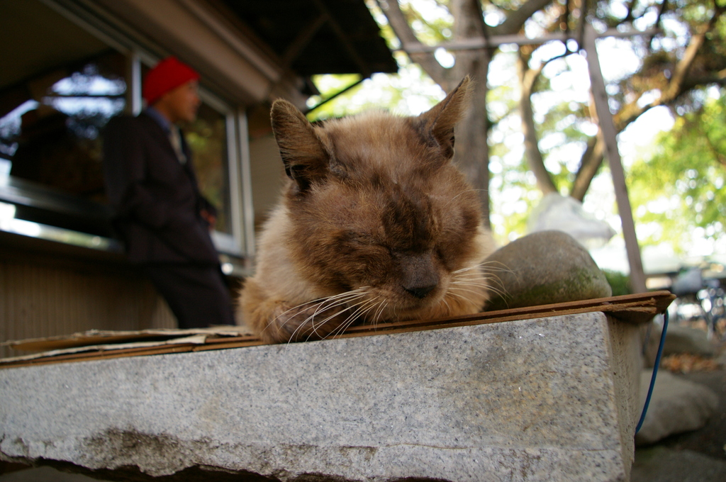 野良猫とおっちゃん