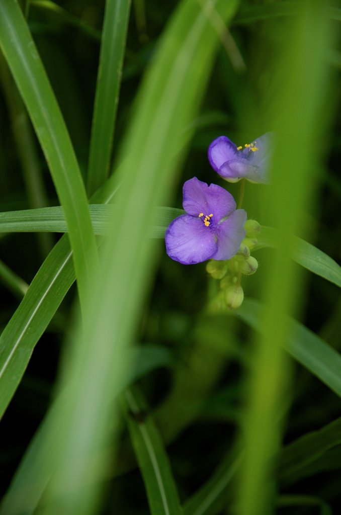 百花園３