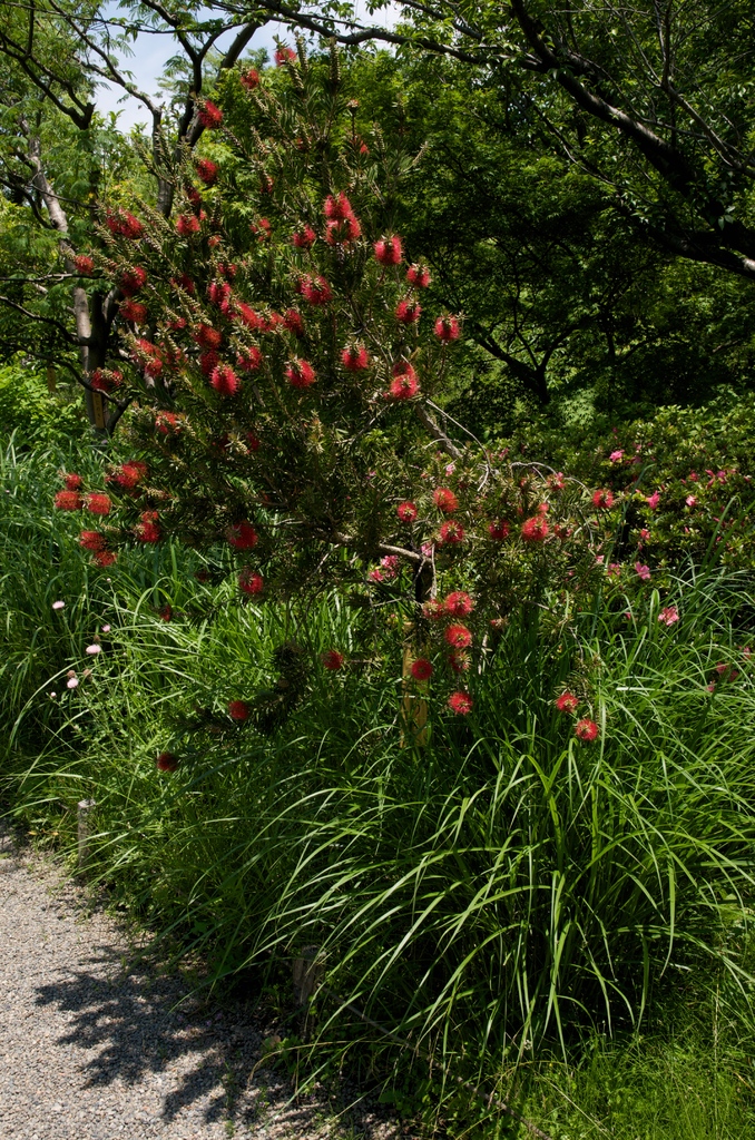百花園１