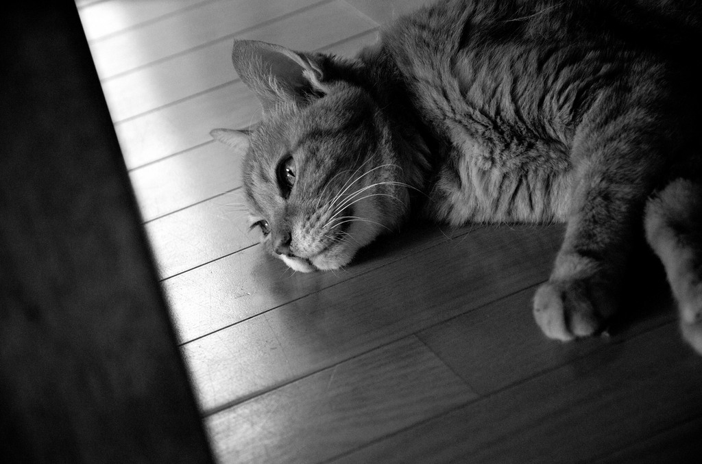 家猫