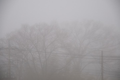 ある霧