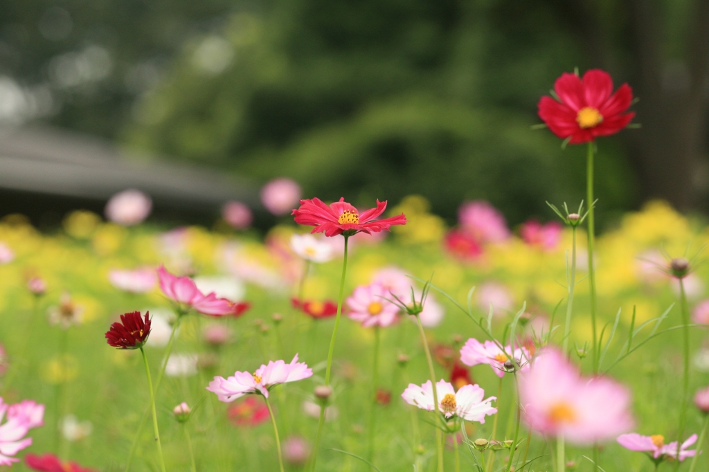 秋の花畑