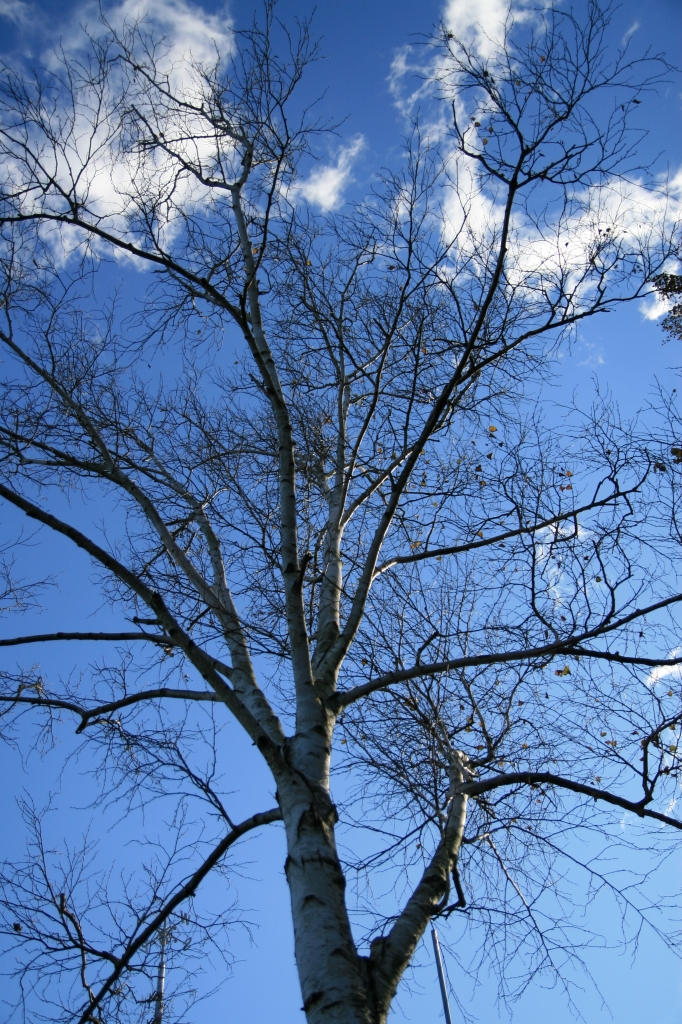 秋の空