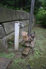 水飲みにゃんこ♪