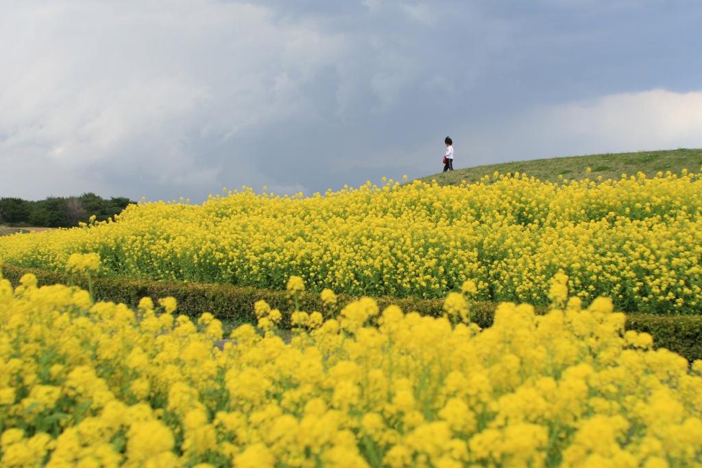 菜の花独り占め♪