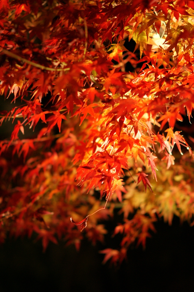 夜の紅葉