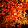 夜の紅葉