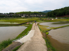 五月の頃、大和の国の水田