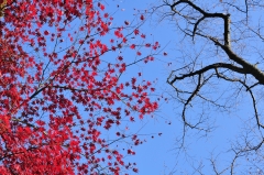 20071124_momiji