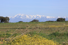 雪山を望む