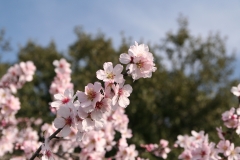 アーモンドの花
