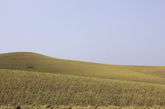 アンダルシア地方のひまわり畑