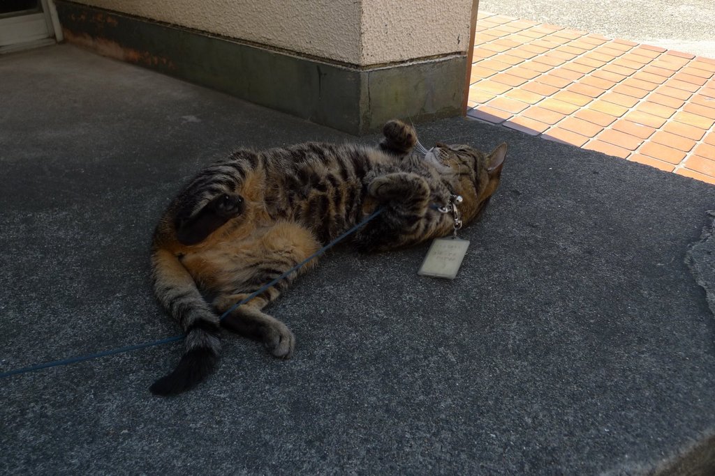 とても人なつっこいネコ