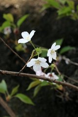 葉桜