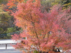 紅葉狩り