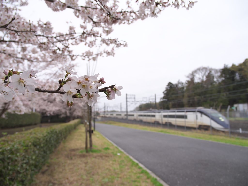 桜とスカイライナー