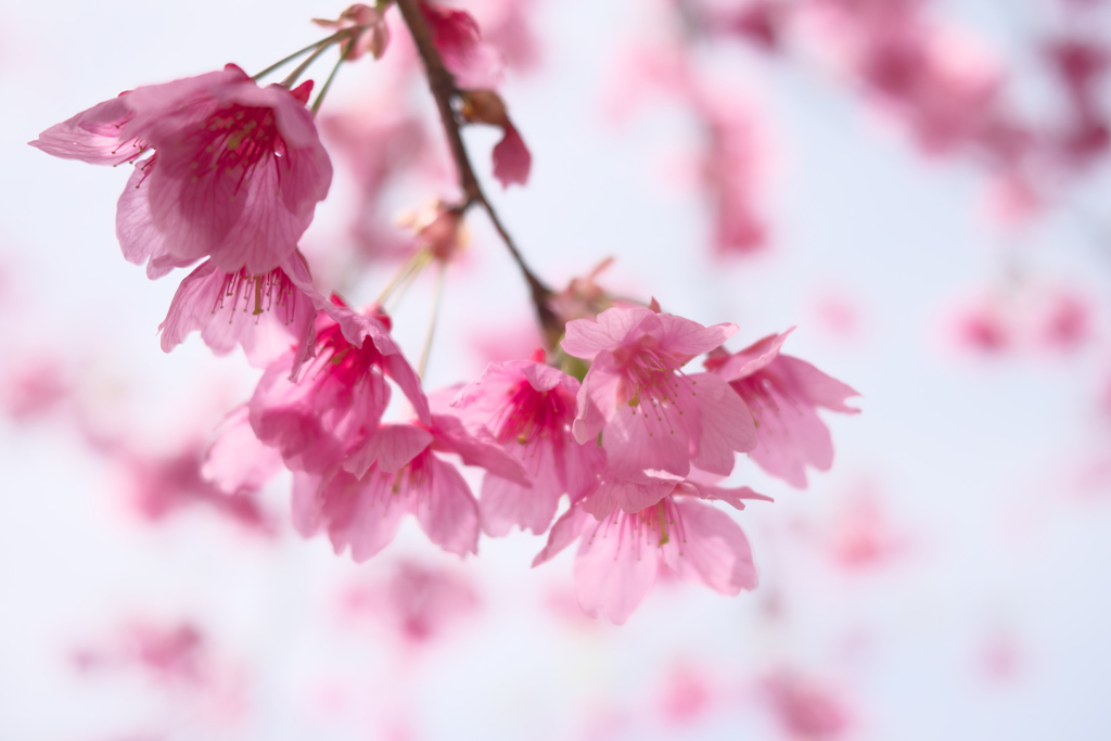 河津桜