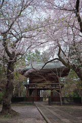 東漸寺の桜