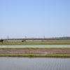 田植えの季節