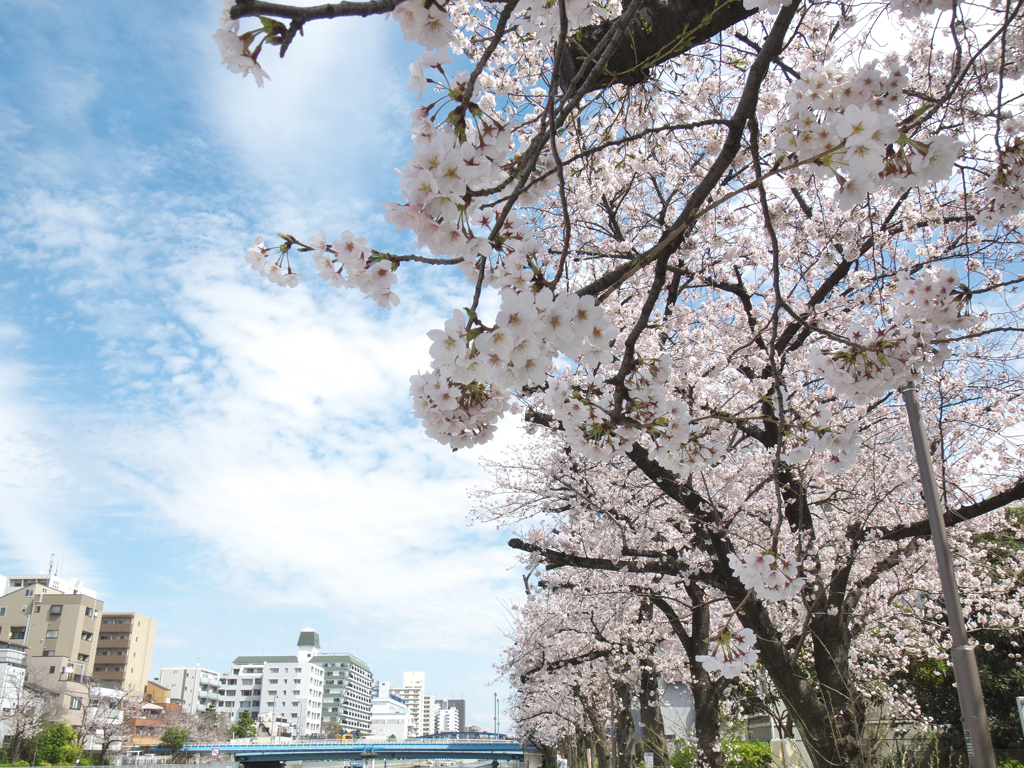 花見日和
