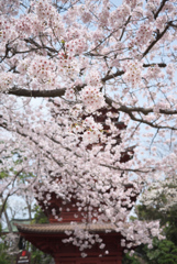 法華経寺の桜
