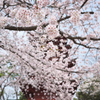 法華経寺の桜
