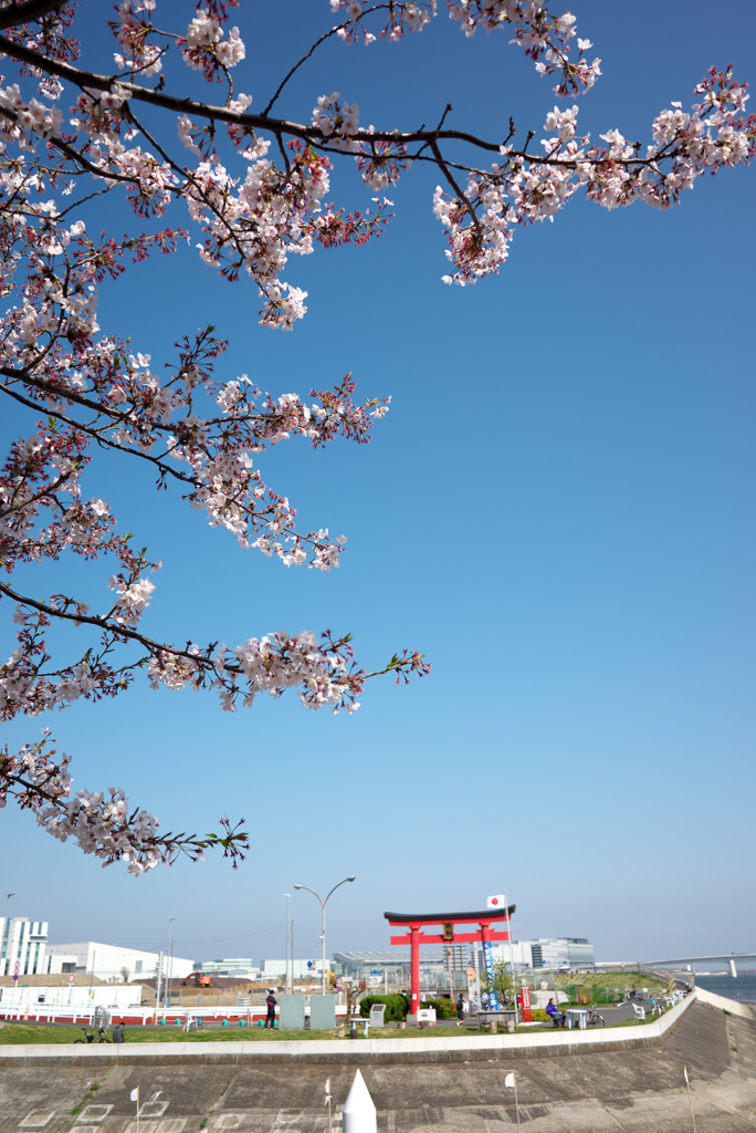 羽田の大鳥居と桜