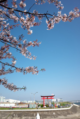 羽田の大鳥居と桜