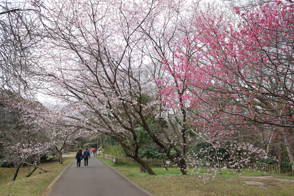 佐倉城址公園のカンザクラ