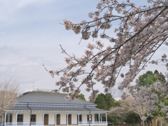 旧学習院初等科正堂と桜