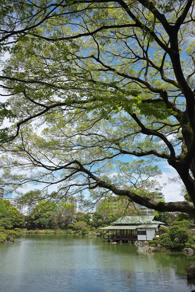 清澄庭園　2
