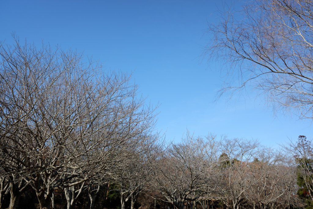 枯れ木と冬の空