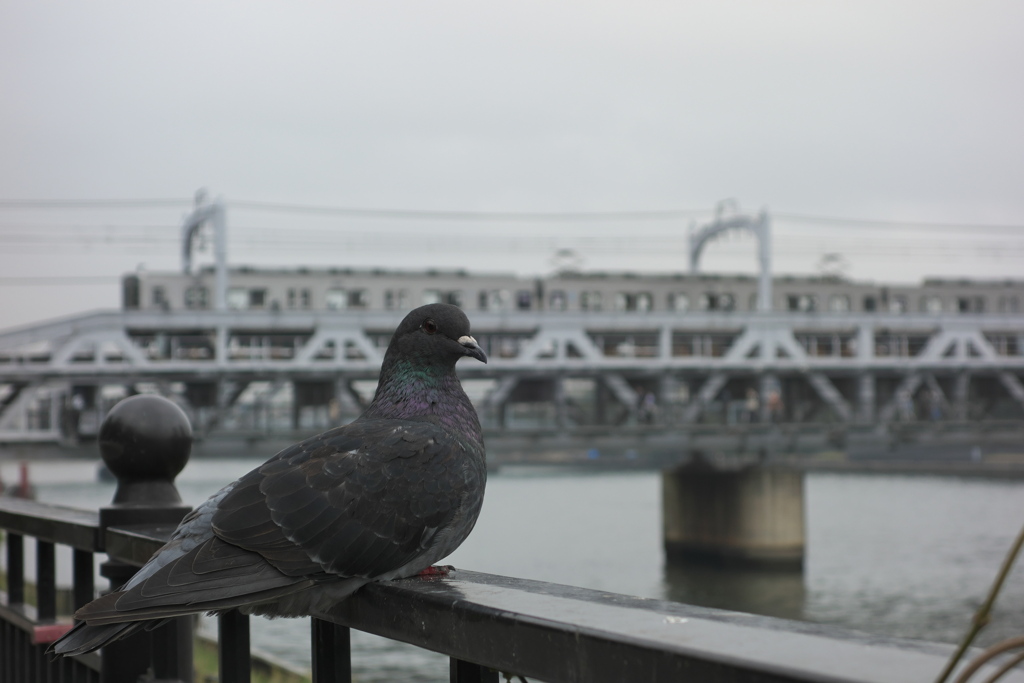 鳥鉄