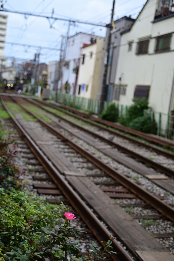 一凛の薔薇