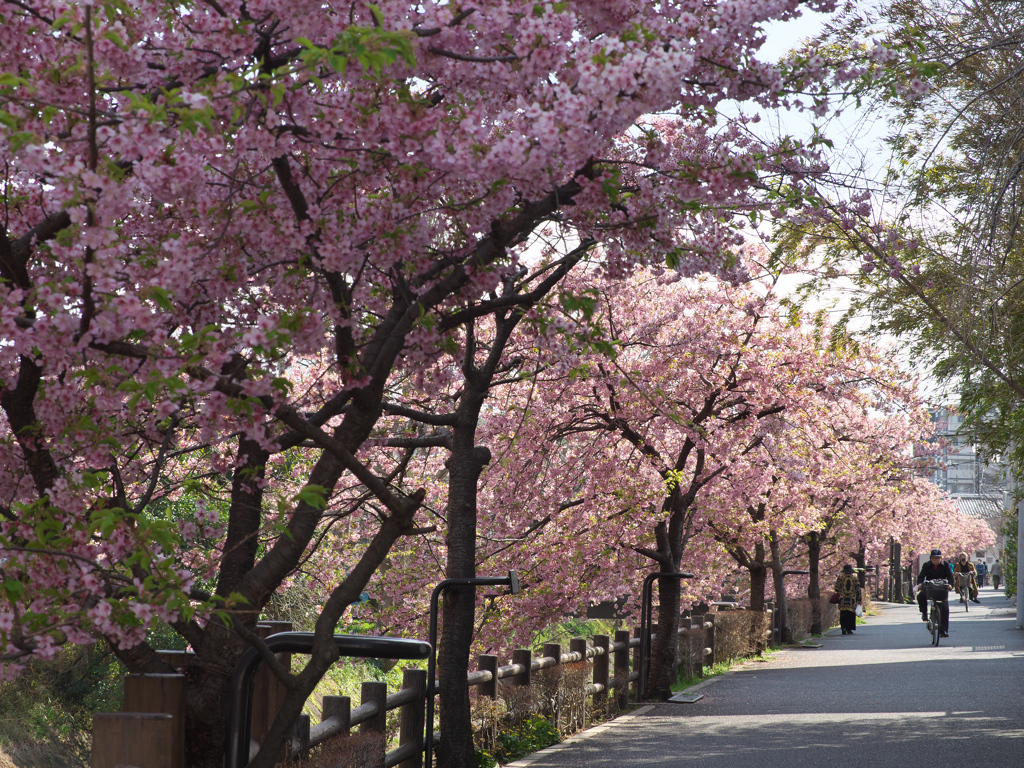 坂川の河津桜