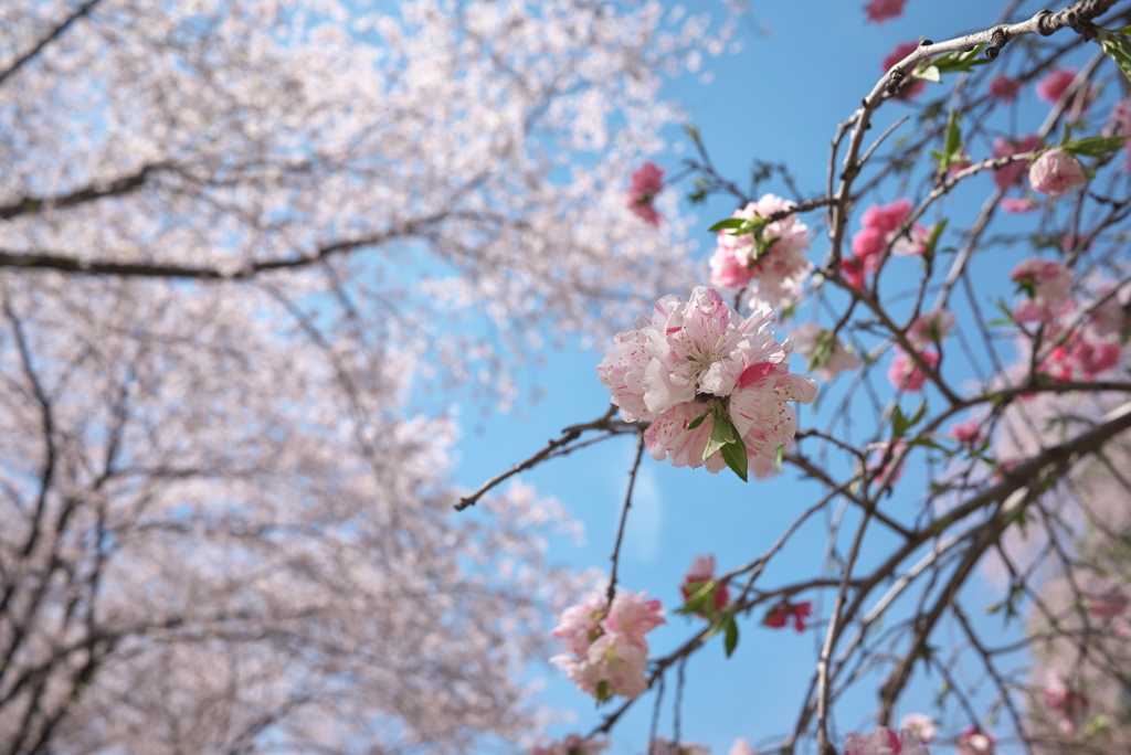 桃の花