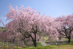 川村記念美術館の枝垂れ桜