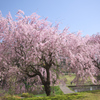 川村記念美術館の枝垂れ桜