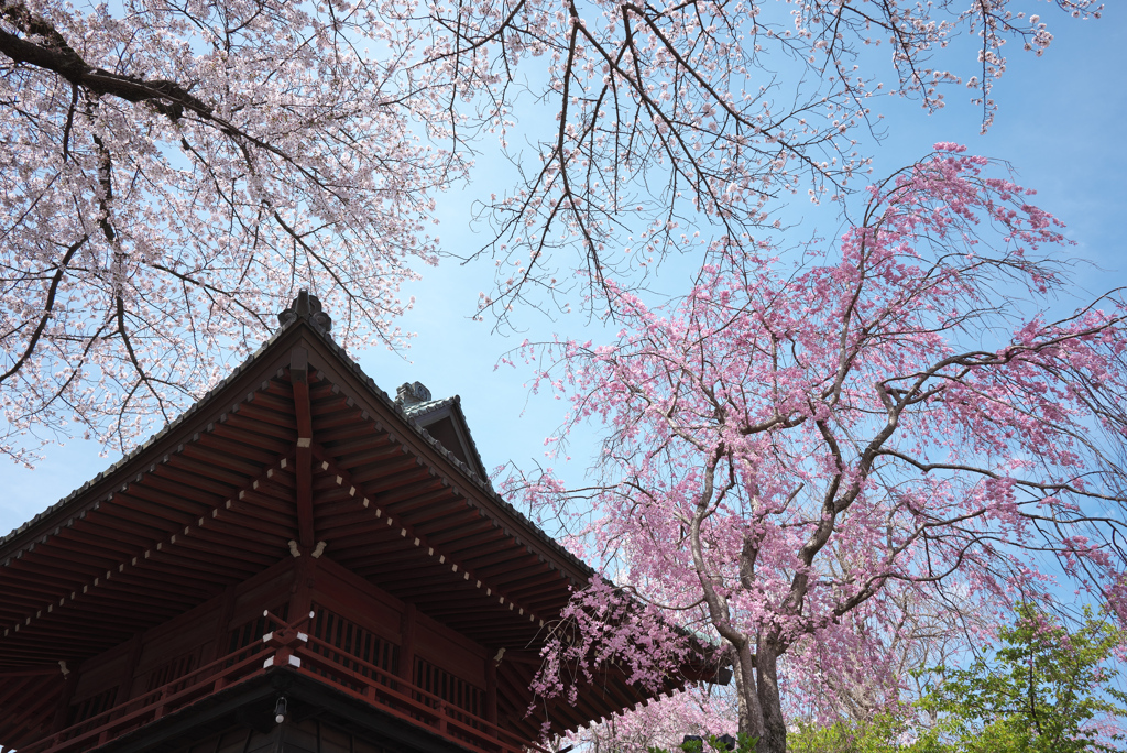 枝垂れ桜