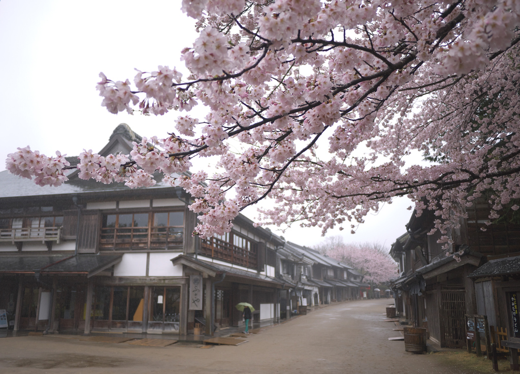 商家の街並みの桜