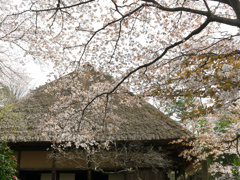古民家と山桜