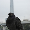 メタボ鳩