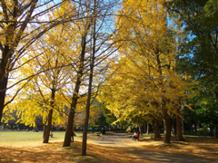 清澄公園の黄葉