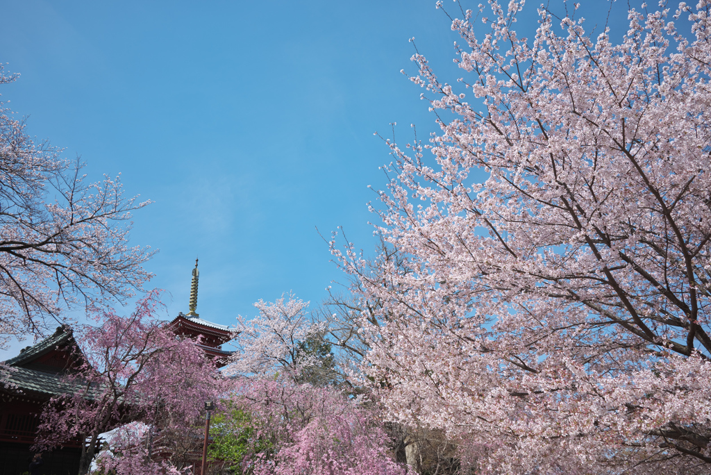 本土寺の桜