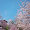 本土寺の桜